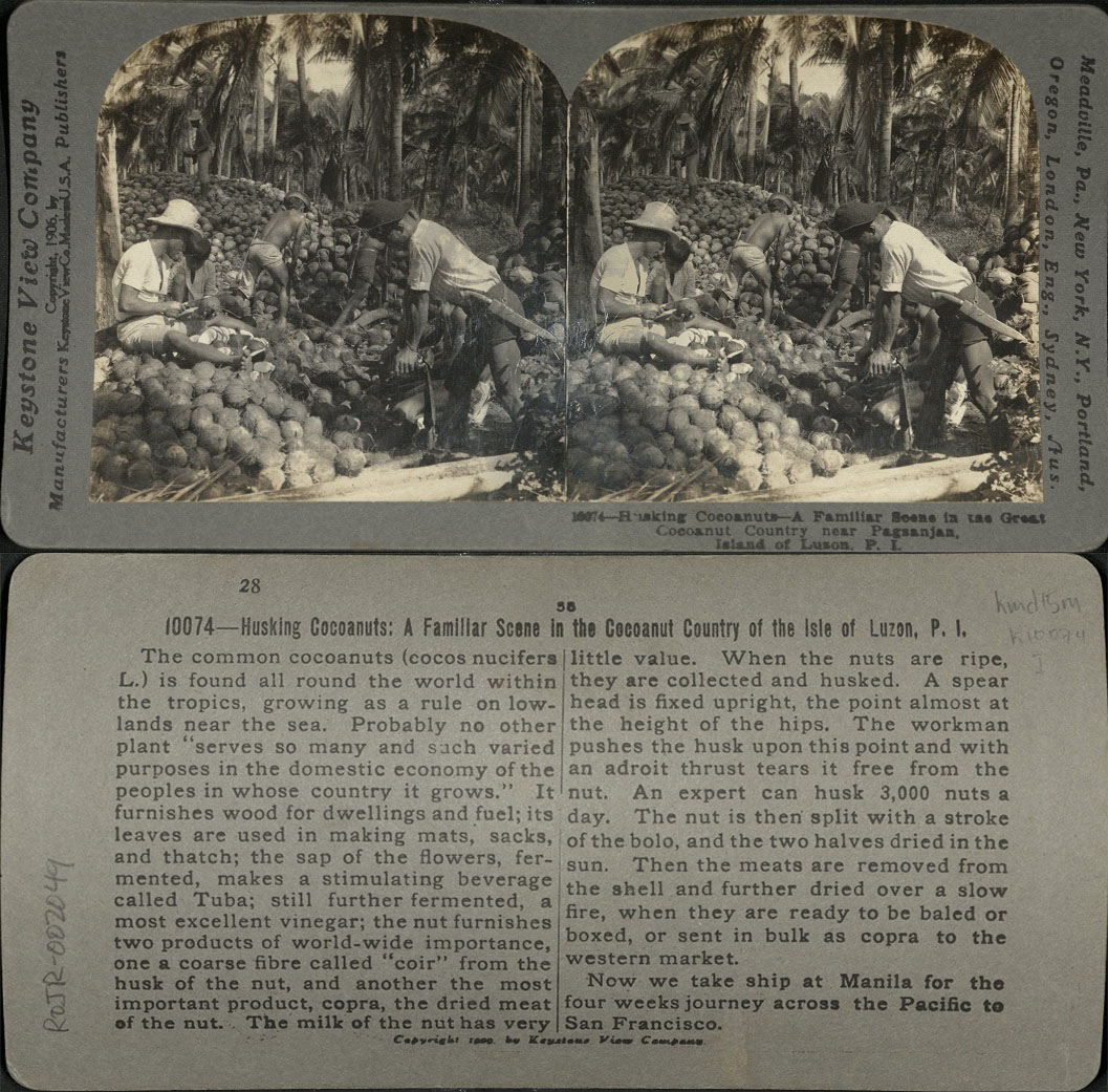 Husking Coconuts – A Familiar Scene in the Great Cocoanut [Coconut] Country near Pagsanjan, I. of Luzon, P. I.